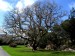 Muckross garden.jpg